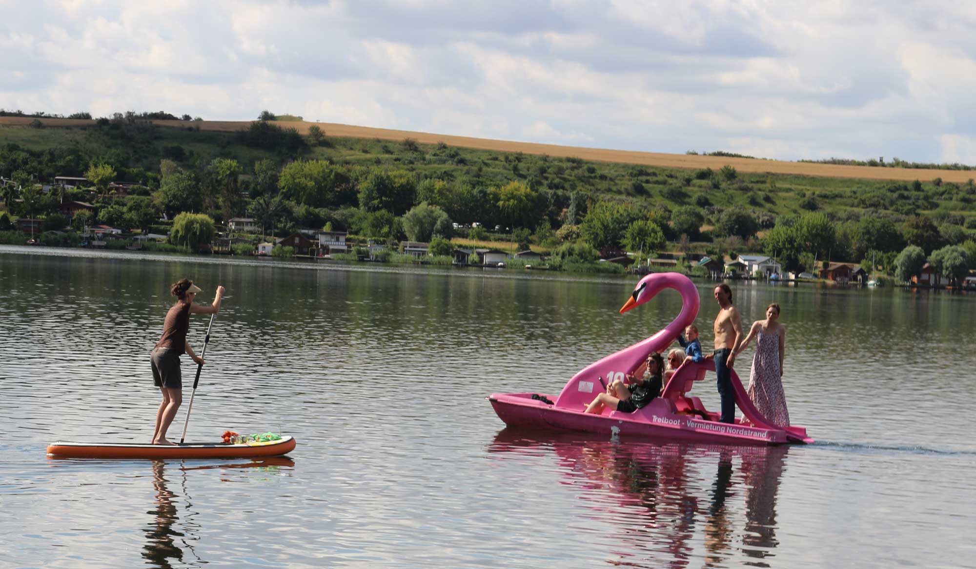 Mit rosa Schwan auf dem süßen See